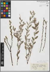 Foto von Salix repens L.
